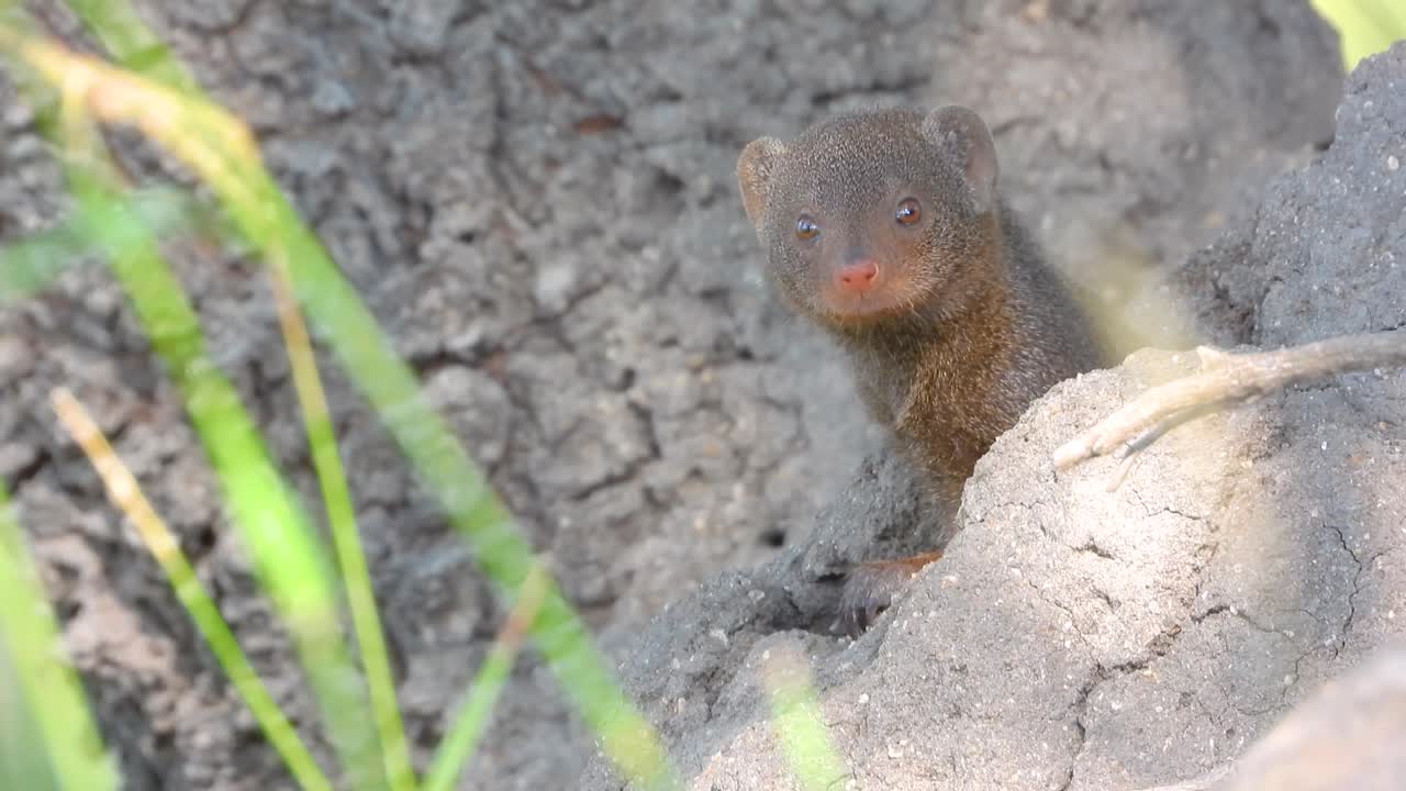 A curious mongoose peers out from a burrow in Kruger National Park under sunny light