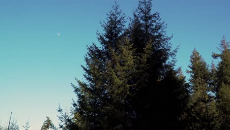 El-Dosel-De-Los-Pinos-De-4k-Se-Agita-Con-El-Viento-Con-El-Cielo-Azul-Y-La-Luna-En-El-Fondo