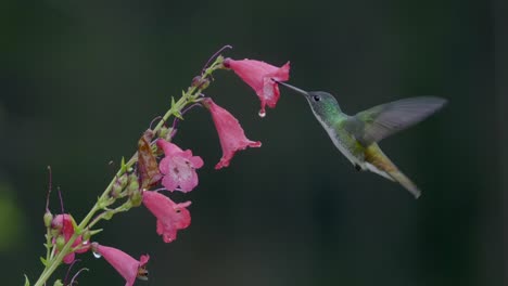 el colibri vuela a cámara lenta a algunas flores de campana rosadas