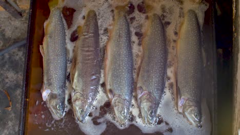 cinco truchas cocidas a la plancha llena de aceite