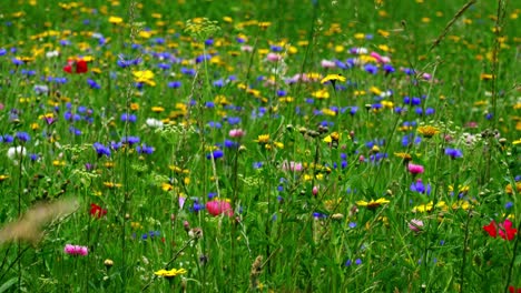 colourful meadow of bright wild flowers in chipping campden in the cotswolds, england