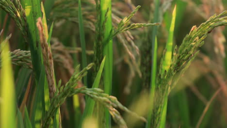 cinematic panning shot of ripe golden rice crops in the field