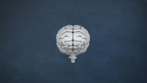 grey brain with drawing of study objects