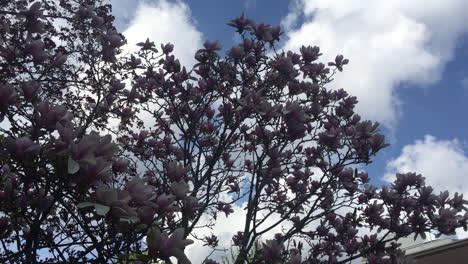 Una-Silueta-De-Un-Magnolio-Chino-O-Un-Tulipán-Con-Un-Hermoso-Cielo-Azul-Y-Blanco-En-La-Universidad-De-Toronto,-Ontario,-Canadá