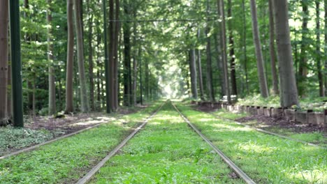 empty railway tracks among green grass stretching out through forest trees