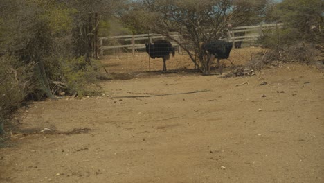 Un-Avestruz-Disfrutando-Del-Paseo-En-Una-Granja-De-Avestruces-En-Curacao