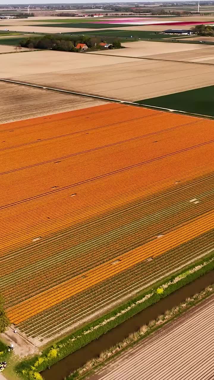 Aerial View of Colorful Tulip Fields in Holland