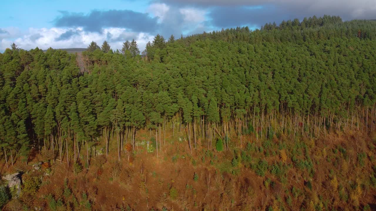 Sideways Aerial View of Forest on Steep Hillside During Autumn with Tall Pine Trees. Natural Environment Drone Clip