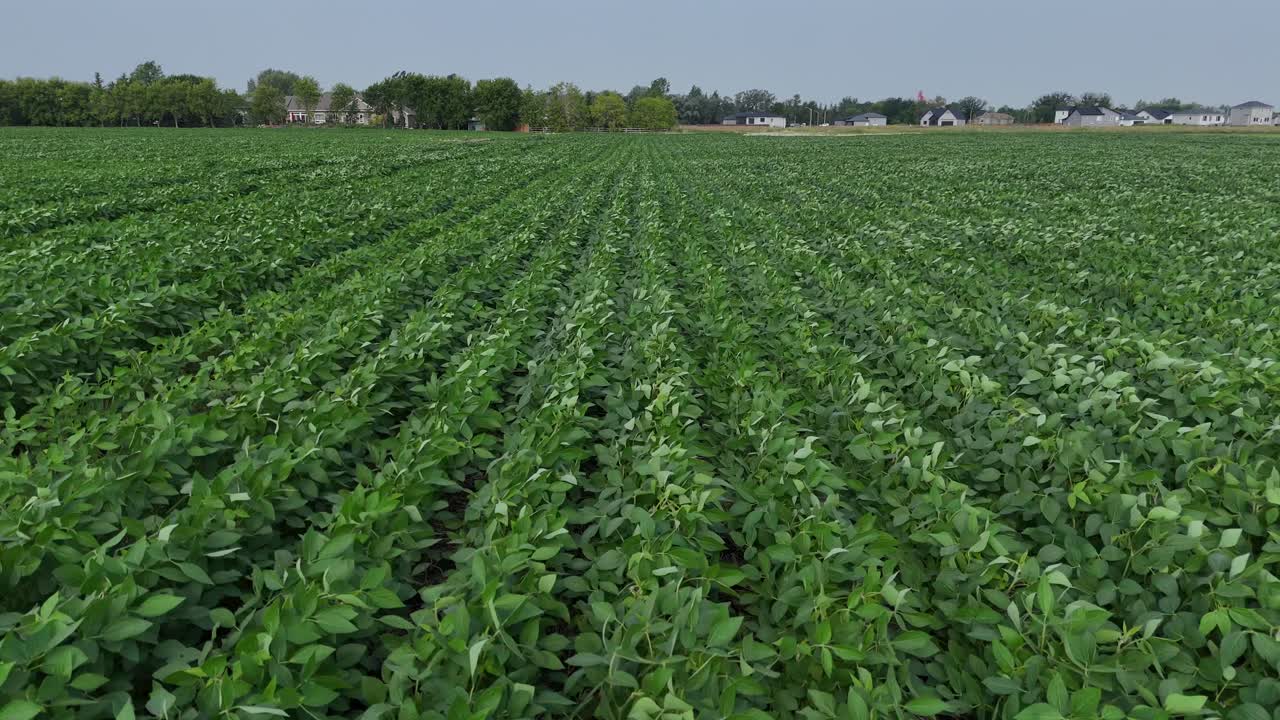 Drone aéreo baixo voando sobre um campo agrícola verde com plantações em fileiras uniformes. A câmera segue as fileiras em direção a árvores e casas distantes com o sol atrás delas em um dia de verão.