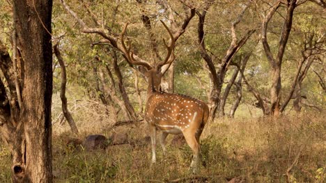 chital o cheetal, también conocido como venado manchado, venado chital y venado de eje, es una especie de venado que es nativa del subcontinente indio. parque nacional de ranthambore sawai madhopur rajasthan india