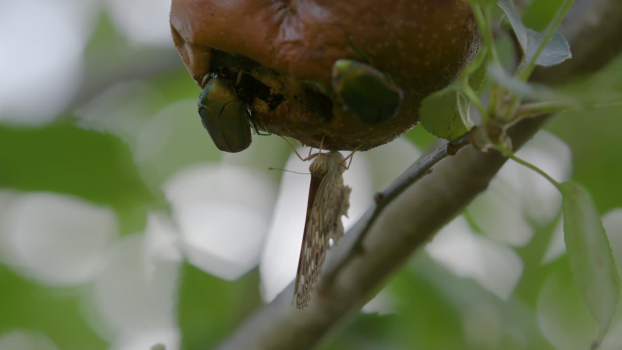 escarabajos figueros y polilla marrón colgando boca abajo y comiendo una pera podrida mientras cuelga de una rama de árbol a fines del verano
