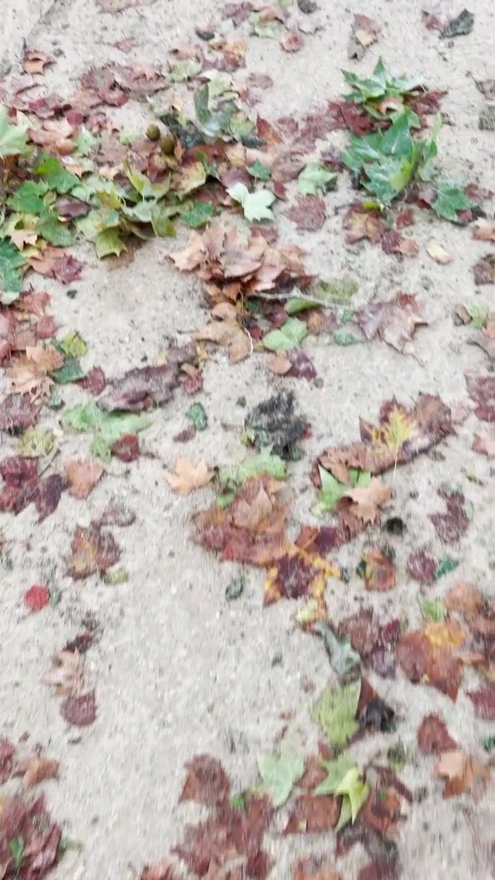 POV-Spaziergang im Park oder auf der Straße nach einem windigen, regnerischen Wintertag, während Baumblätter den Boden bedecken. Stürmisches Wetter im Herbst in der Stadt. Eine Person filmt mit dem Handy, da der Boden nass ist. UGC vertikales Reel