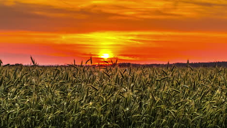 vivid sunrise over cultivated farm land in orange sky