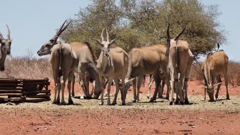 some antelopes standing and eating at a feeding station