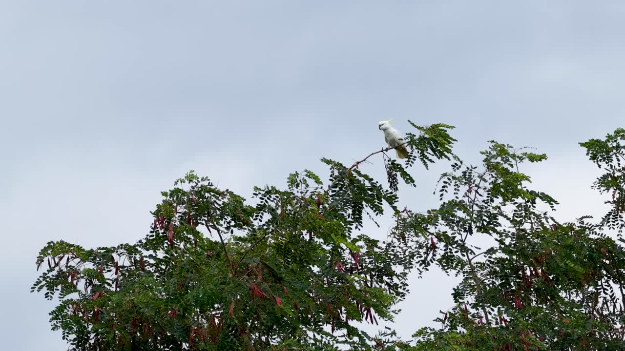 A sulphur-crested cockatoo perches on a tree branch in a lush tropical setting, captured with steady aerial footage