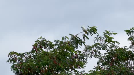 a sulphur-crested cockatoo perches on a tree branch in a lush tropical setting, captured with steady aerial footage