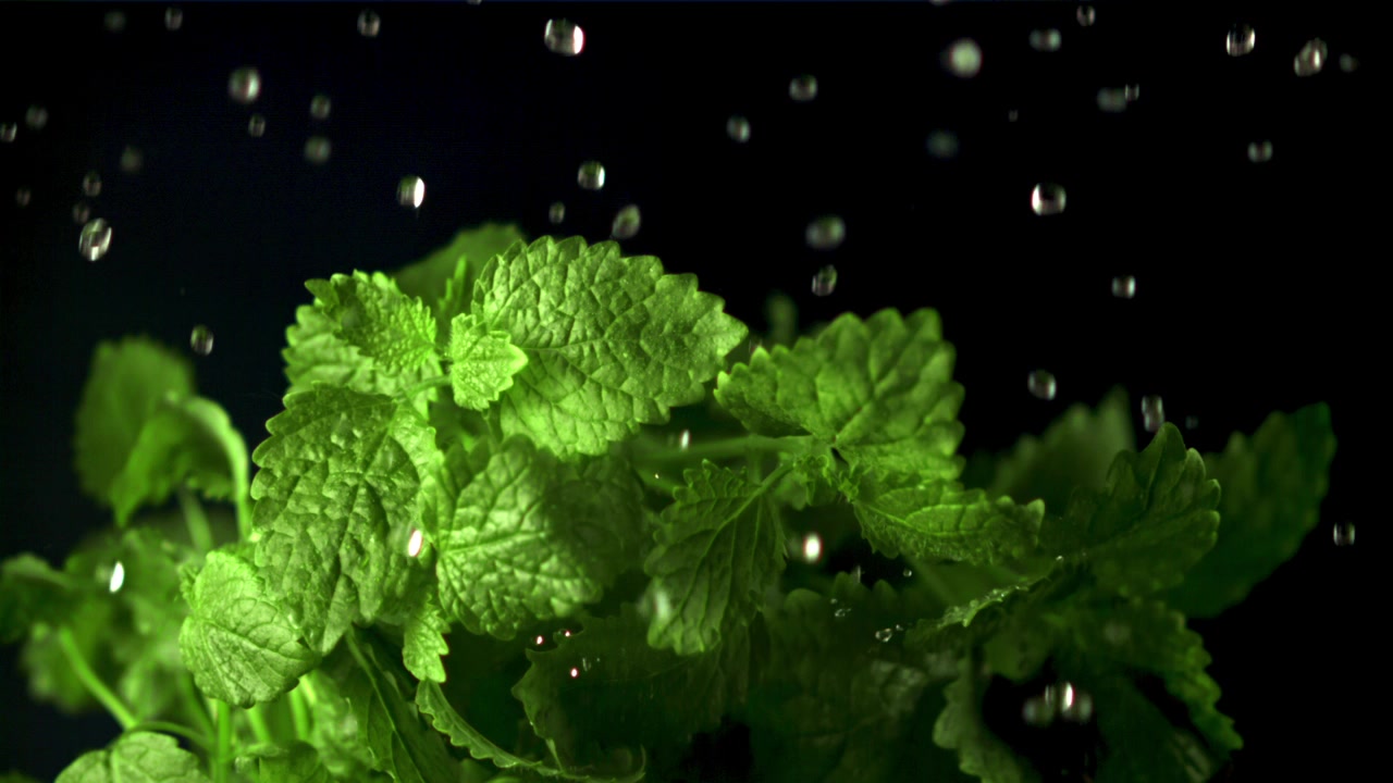 Goccioline d'acqua che cadono su foglie fresche di menta verde