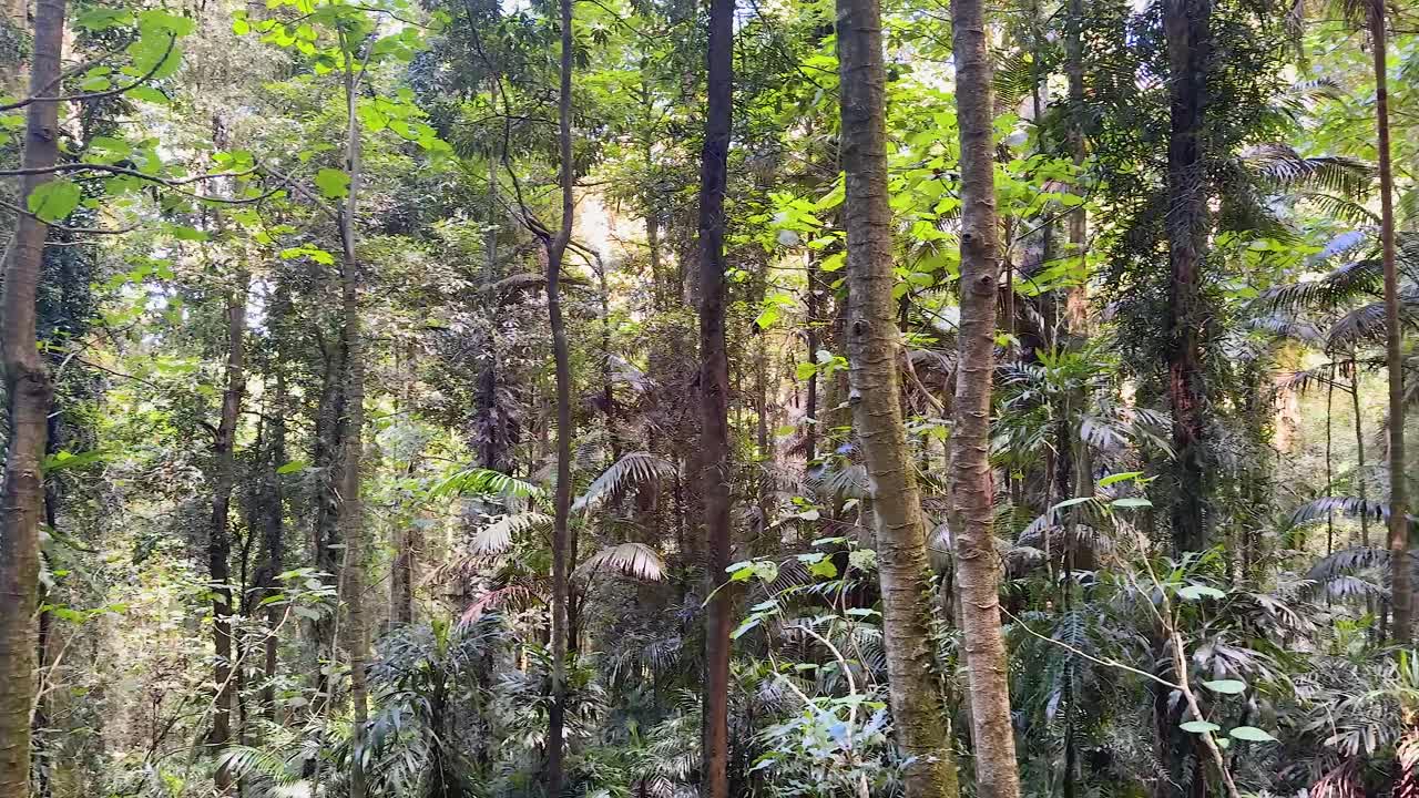Camera slowly pans across dense, sunlit rainforest with tall trees, ferns, and green foliage