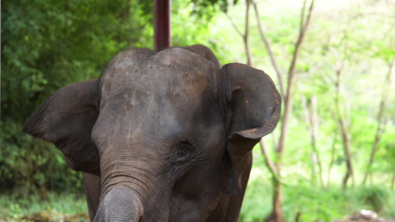 elefante moviendo la cabeza en un bosque exuberante.