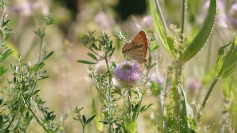 orange butterfly perched on purple thistle flower in meadow garden
