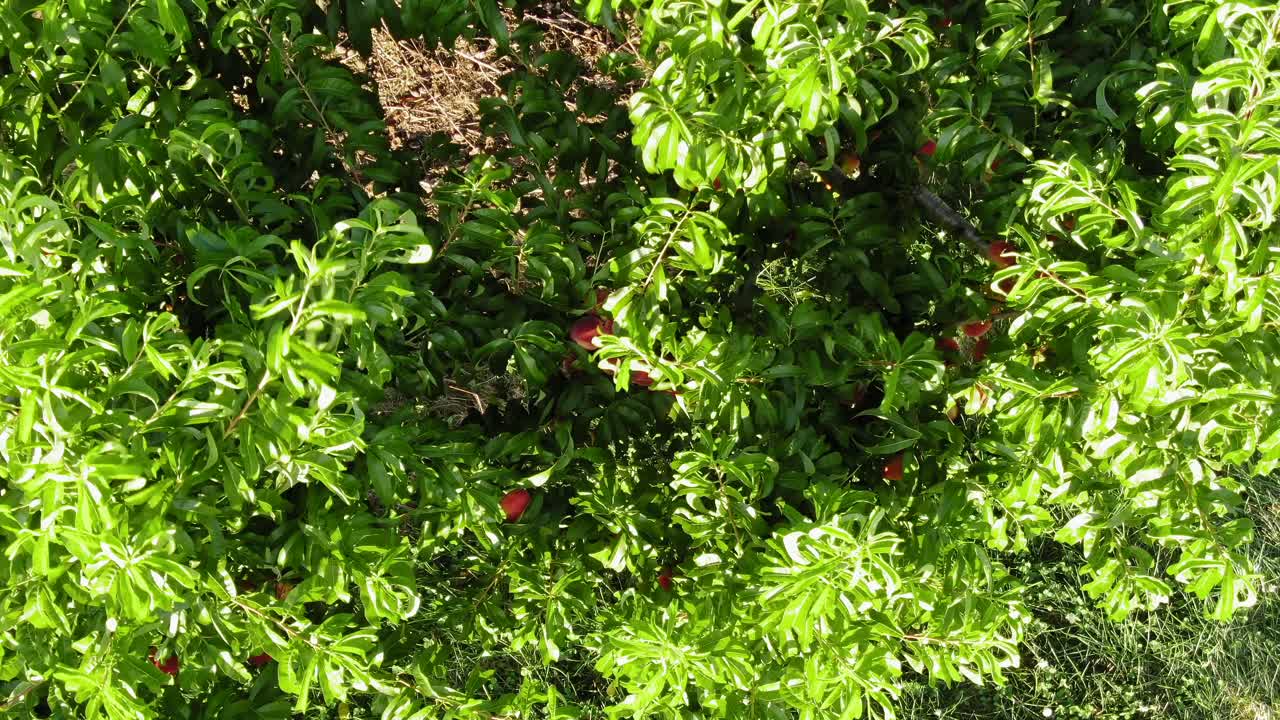 Ripresa aerea con inclinazione di molte pesche mature appese all'albero durante una ventosa giornata estiva