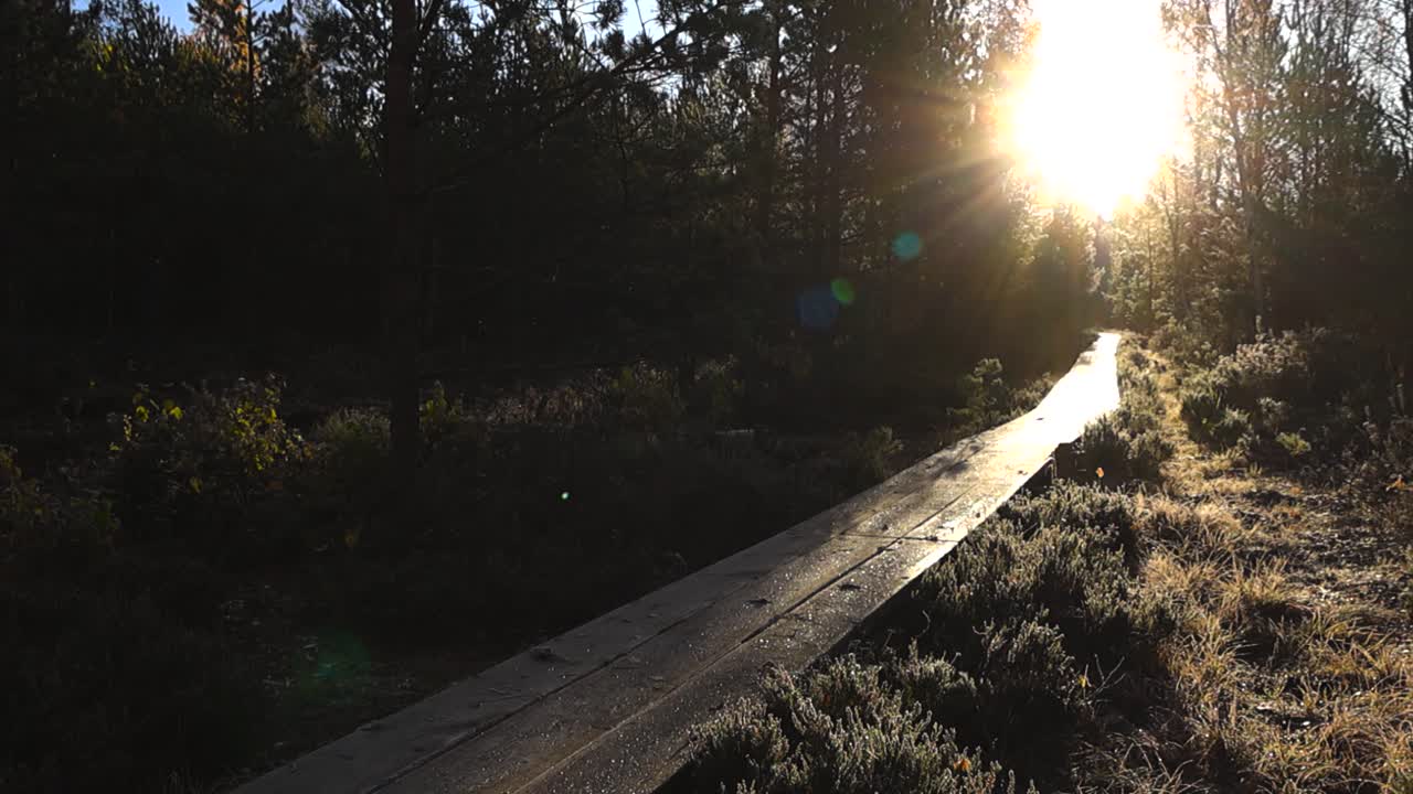 Gorgeous scene of a morning sunrise in a wetland bog or marshland with a wooden boardwalk or hiking path that is frosty in the middle of small pine trees. The golden sunlight reflects the wet path