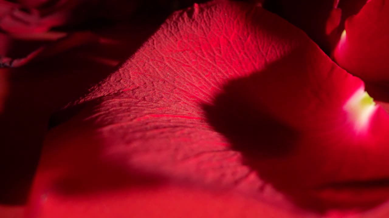 Shadow Moving Across A Beautiful Red Rose Revealing Petals Backlit By Natural Light.