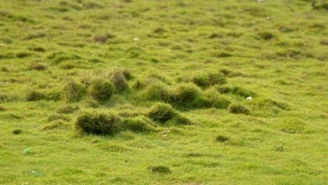 Garten-Grünes-Gras-Nahaufnahme