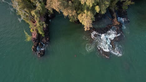 Sea-turtle-surfacing-in-a-cove-in-Hilo-Hawaii---Aerial-footage-during-golden-hour