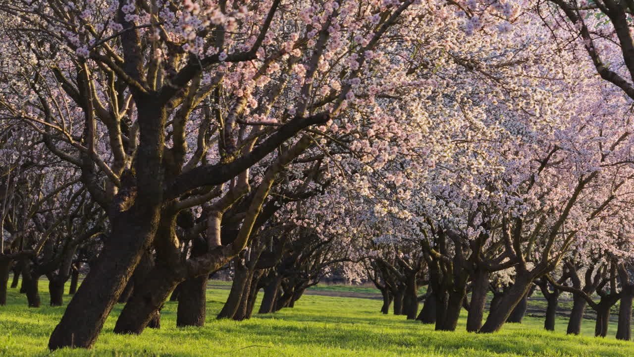 Ripresa aerea con drone di un fitto mandorleto durante la stagione della fioritura primaverile. I fiori rosa e bianchi sono avvolti nel bagliore soffuso e dorato del sole del tardo pomeriggio. Moldova