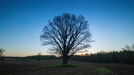 Night-to-day-outdoors-timelapse-of-an-old-and-dry-tree-without-leaves-sunrise-with-vibrant-colors-and-stars
