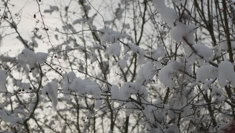 Nieve-En-Las-Ramas-De-Los-árboles-Sin-Hojas,-Luz-Del-Atardecer,-Horario-De-Invierno