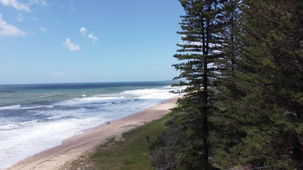 Drone ascending near tropical pine trees and a beautiful sandy beach on Australia's Sunshine Coast