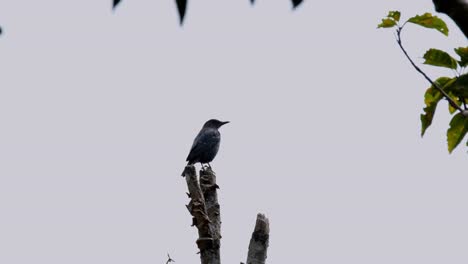 flipping its tail as the male blue rock-thrush monticola solitarius is perching on a bare branch of a tree inside a national park in thailand