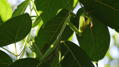 mantis religiosa en un árbol