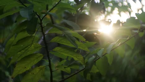 evening-sun-through-the-window-trellises-of-the-house