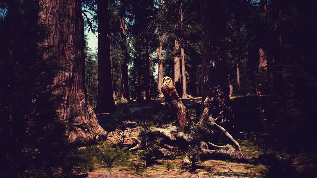 árboles altos en un bosque oscuro