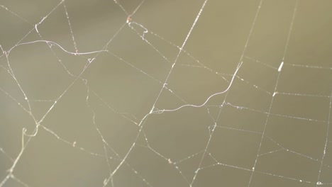 spider cobweb macro in breeze