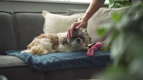 Perro-Boomer-Tendido-En-El-Sofá-De-La-Sala-De-Estar-Siendo-Acariciado-Por-El-Dueño,-Plano-Medio