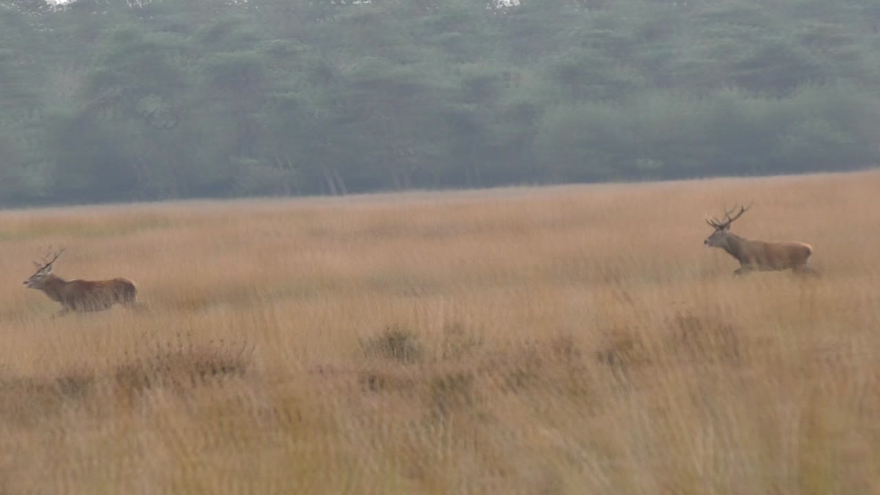 bandada de ciervos con cuernos corriendo verdadero páramo holandés