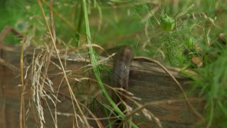 草ヘビのクローズアップ、緑豊かな庭園でずるずる動物 4k