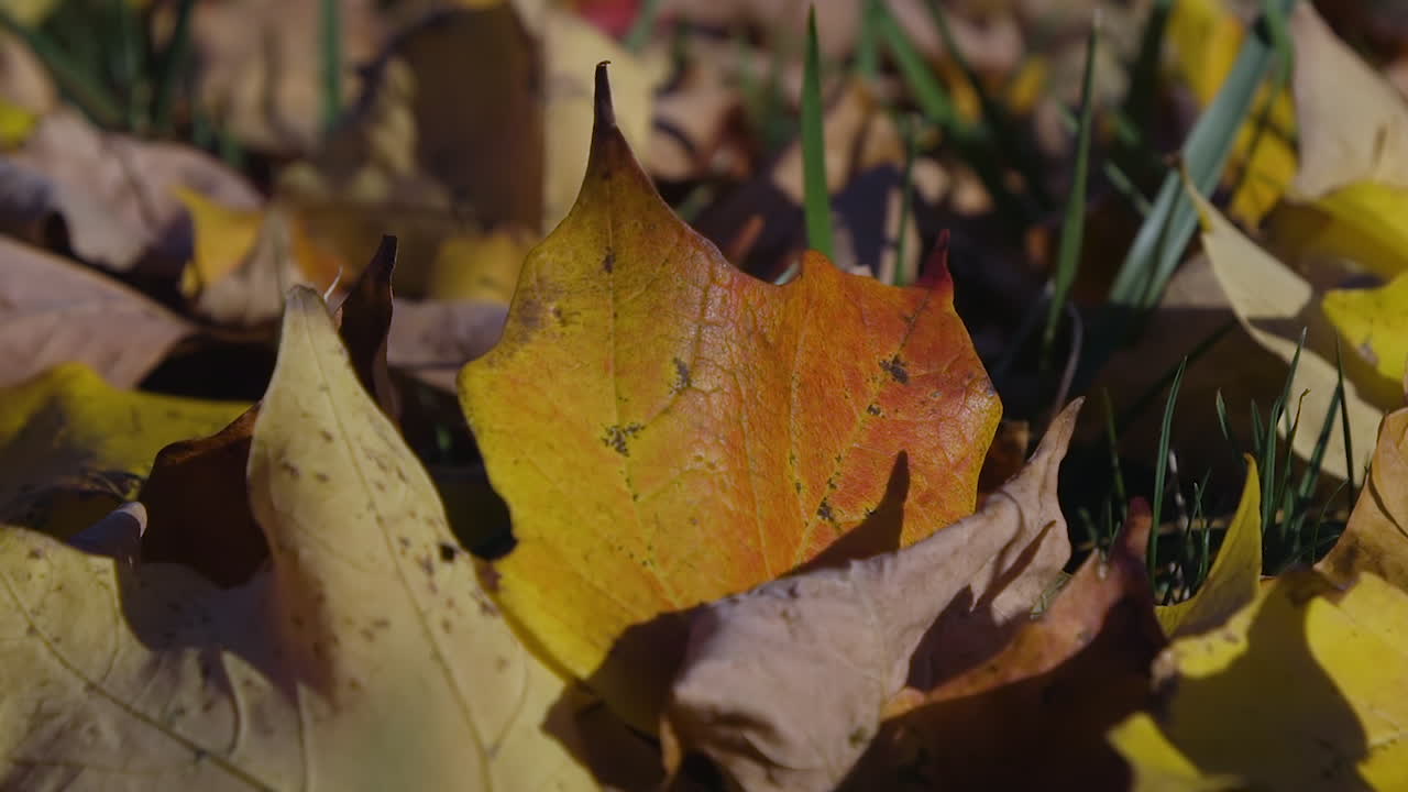 hoja de color naranja y dorado en el suelo a principios de otoño