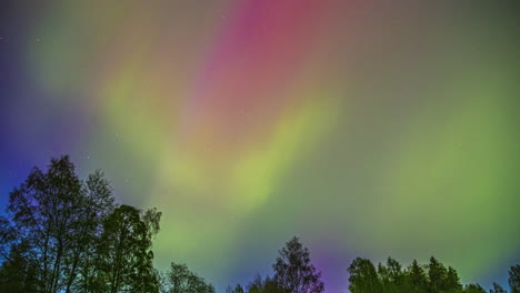 la hermosa paleta de colores de las luces del norte en el cielo sobre un bosque