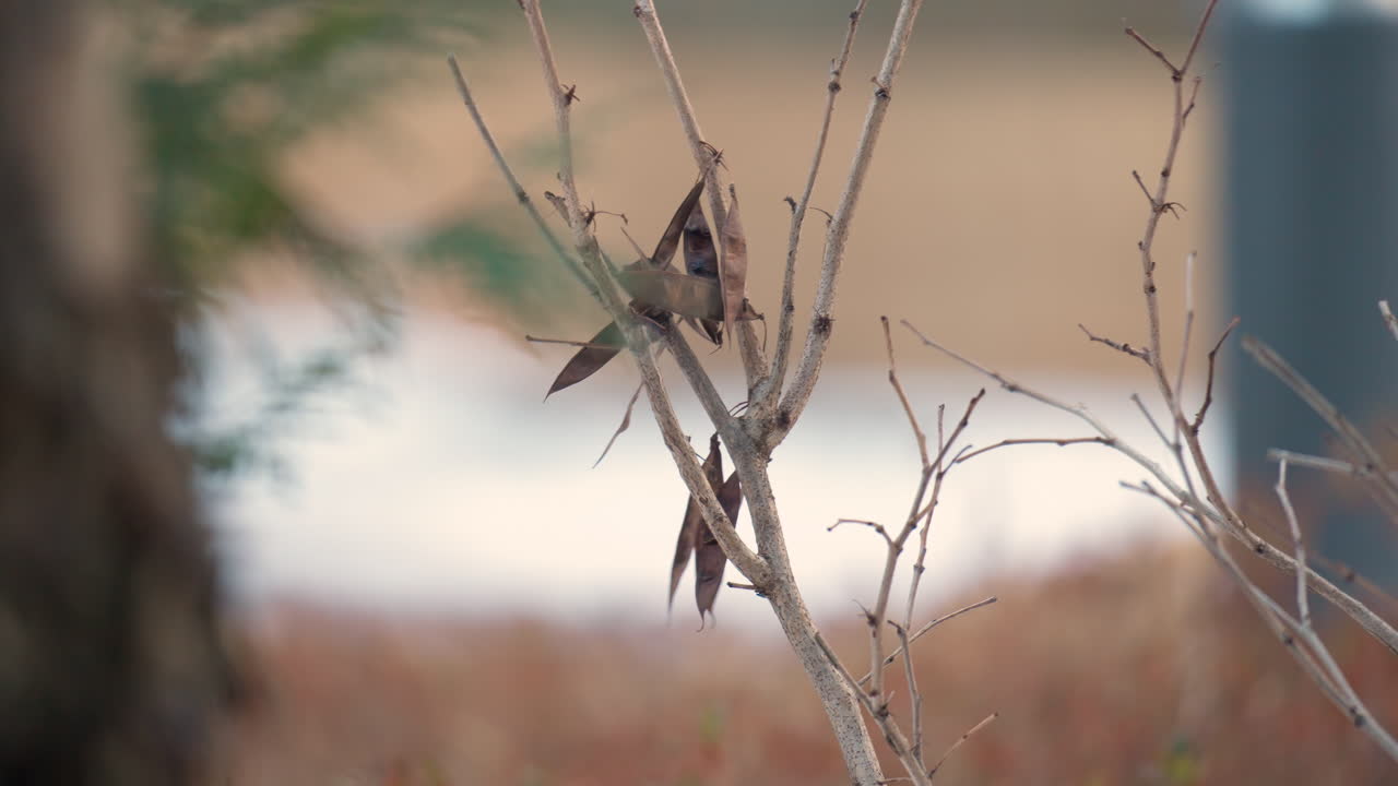 carbonero recoge la vaina de semillas secas del árbol y se va volando