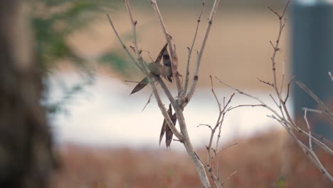 coal tit pick dried seed pod from tree and flies away