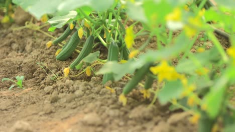 cultivo de hortalizas en invernaderos y riego por goteo