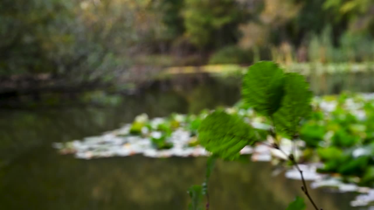 영국 런던 에핑의 '호수' 안에 있는 나뭇잎
