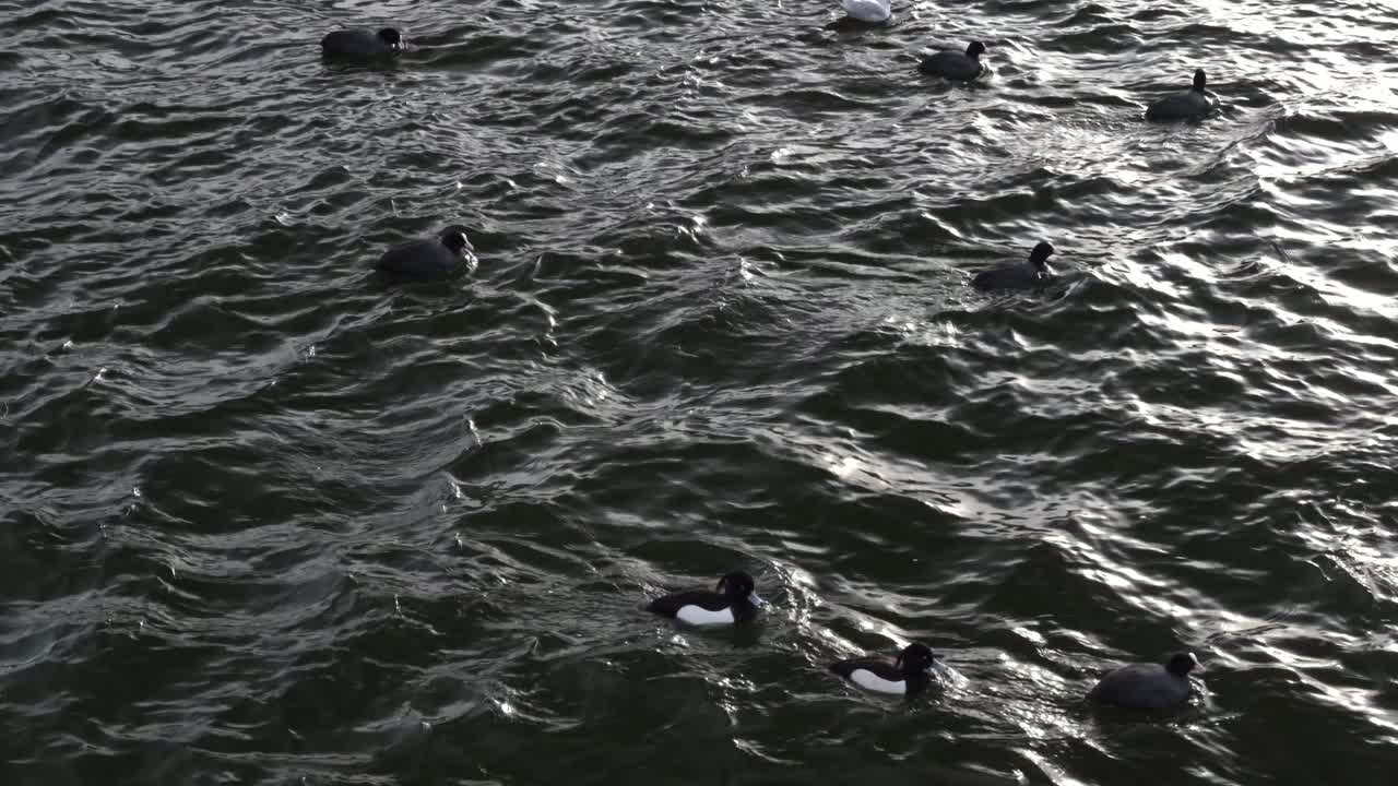 varios patos nadando en aguas oscuras