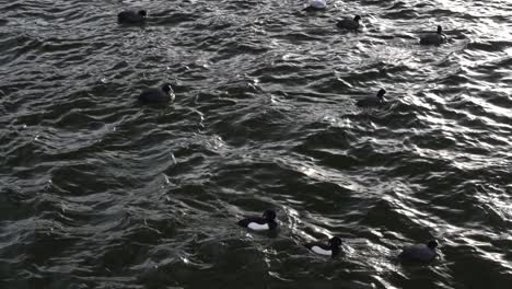 Multiple-ducks-swimming-in-dark-water