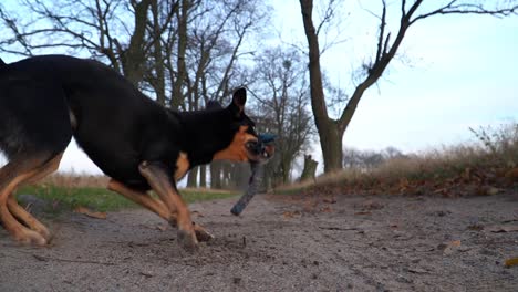 dog takes tug toy from ground and dynamically turns to bring it back to his handler